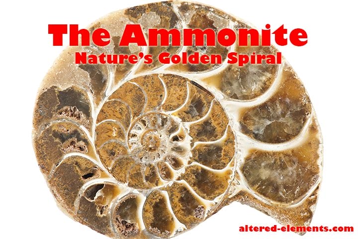 ammonite-natures-golden-spiral-golden-ratio-golden-mean